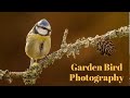 Garden Bird Photography | Choosing a good background | Tragopan V6 Hide