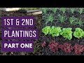 1st & 2nd plantings PART ONE