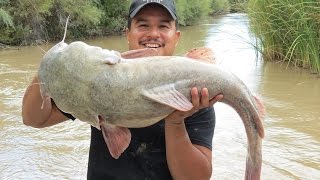 Daytime Flatheads On Cut Bait