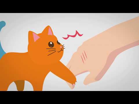 Video: Cara Bercakap Dengan Kucing