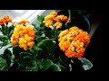 Kalanchoe. Kalanchoe home flowering.Каланхоэ домашнее цветение. Рукажоп в действии!