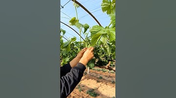 Grape Tree 🍇 Cutting | Full Pruning Guide #grape #pruning #farming #satisfying