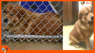 abounded #dog in #Walmart, is his future still mysterious? by My Pets 415 views 2 years ago 1 minute, 54 seconds