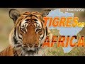 LA HISTORIA TRAS LOS TIGRES QUE VIVEN EN ÁFRICA