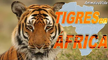 ¿Por qué no hay tigres en África?
