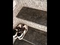 How to climb marble stairs