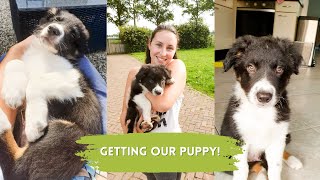 Getting our Border Collie Puppy, Whiskey | DAILY VLOG