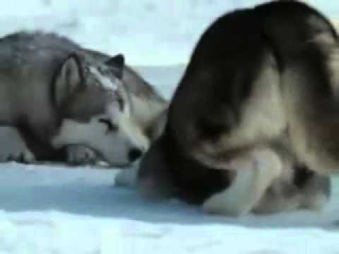 Eight Below-Tribute