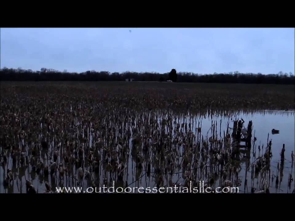 Ducks Tolling into Flooded Corn Impoundment Pond