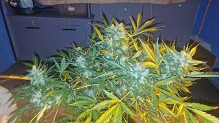Grow room update everything in flowerππ’ππ’π