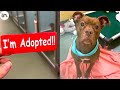 Priceless Moments When Shelter Dogs Realized They Are Being Adopted Into Their Forever Homes&#39;