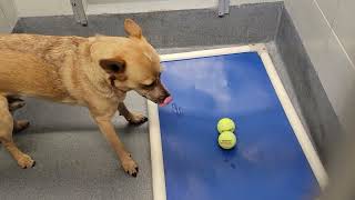 acs A668557