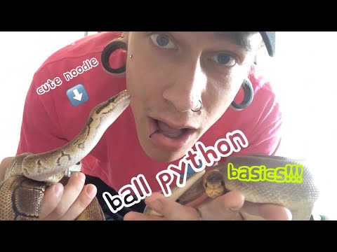 BALL PYTHON ENCLOSURE BASICS!!! (WoodShed Reptiles)