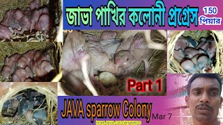 Celebrity Java pakhi Colony pograss । জাভা পাখির পরিচর্যা ।@Njm505 Net Worth