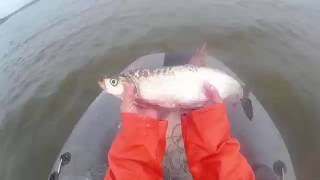 Рыбалка сетями,  на  Амуре. Fishing nets on the Amur River.(Хотите зарабатывать на YouTube и получать рекомендации, дельные советы по развитию своего канала, подключайте..., 2016-09-02T08:23:07.000Z)