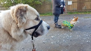 Отвезла Лису к маме,у Хани недоуздок,зритель-подписчик в гостях. Отвезла Лису к маме,у Хани недоуздок,зритель-подписчик в гостях.