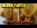 Golden Turtle Found In Nepal | GOLDEN TURTLE NEPAL | नेपाल में मिला सुनहरा कछुआ | समुद्र मंथन Turtle