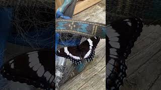 White Admiral Butterfly