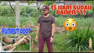 Jual 1 Kg Bibit Rumput Odot