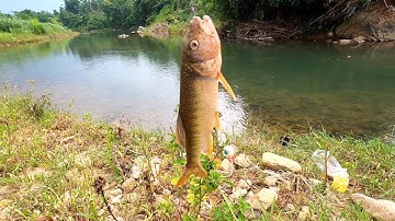 Câu cá mương mồi bột, nước suối trong thời tiết đẹp • Tịnh Vlog