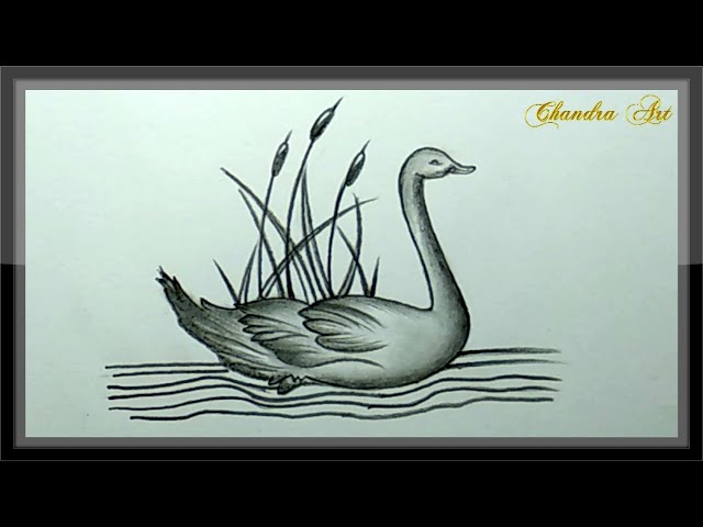 Pencil Drawing And Shading Beautiful Swan Picture ➤Easy  Butterfly art  drawing, Bird pencil drawing, Bird drawings