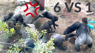 6vs1 Gorilla Fight | Silverback Haoko attacks son Riki and made gorillas angry 🦍💢