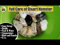 Dwarf hamster   full care of dwarf hamster