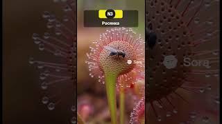 Топ 3 растений которые едят животных