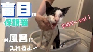 [保護猫]みのりをお風呂に入れます！♨️
