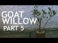 Goat Willow Bonsai. from seed, 5