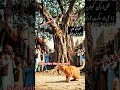 Cat vs Monkey Fight Gone Crazy! Full Comedy Scene 🐱🐒 #CatVsMonkey #FunnyAnimals #AnimalFight