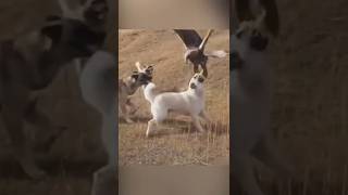 Беркут напал на Кангала #dogs