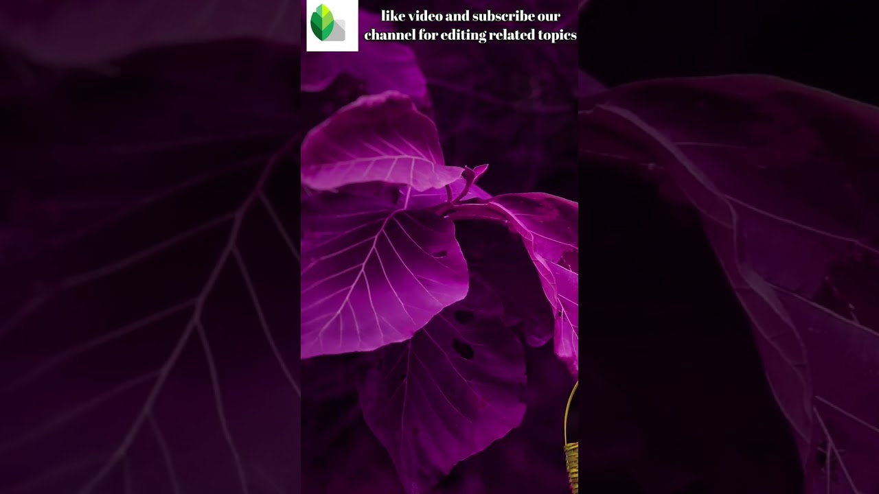 pink tone photo editing in snapseed😍😍🤩