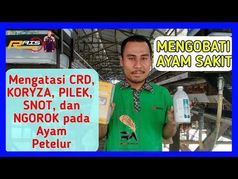 vet-strep-obat-ayam-|-untuk-crd-&-korisa-||-pilek,-lemas-&-ngantuk-|||-rais_alfarezi-20