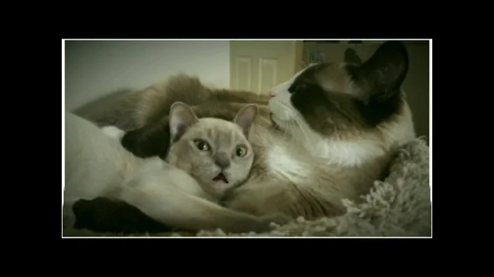 Watch the video about Burmese Kitten - Talking Burmese Loves To Cuddle Everyone!