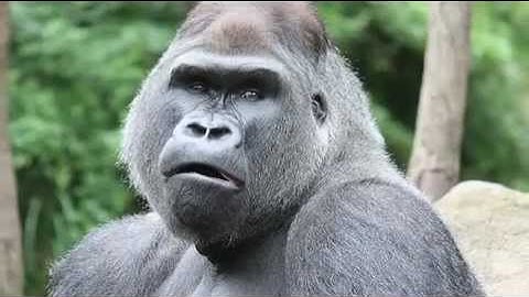 ScienceCast: Life History, Mutation Rates, and Male Mutation Bias