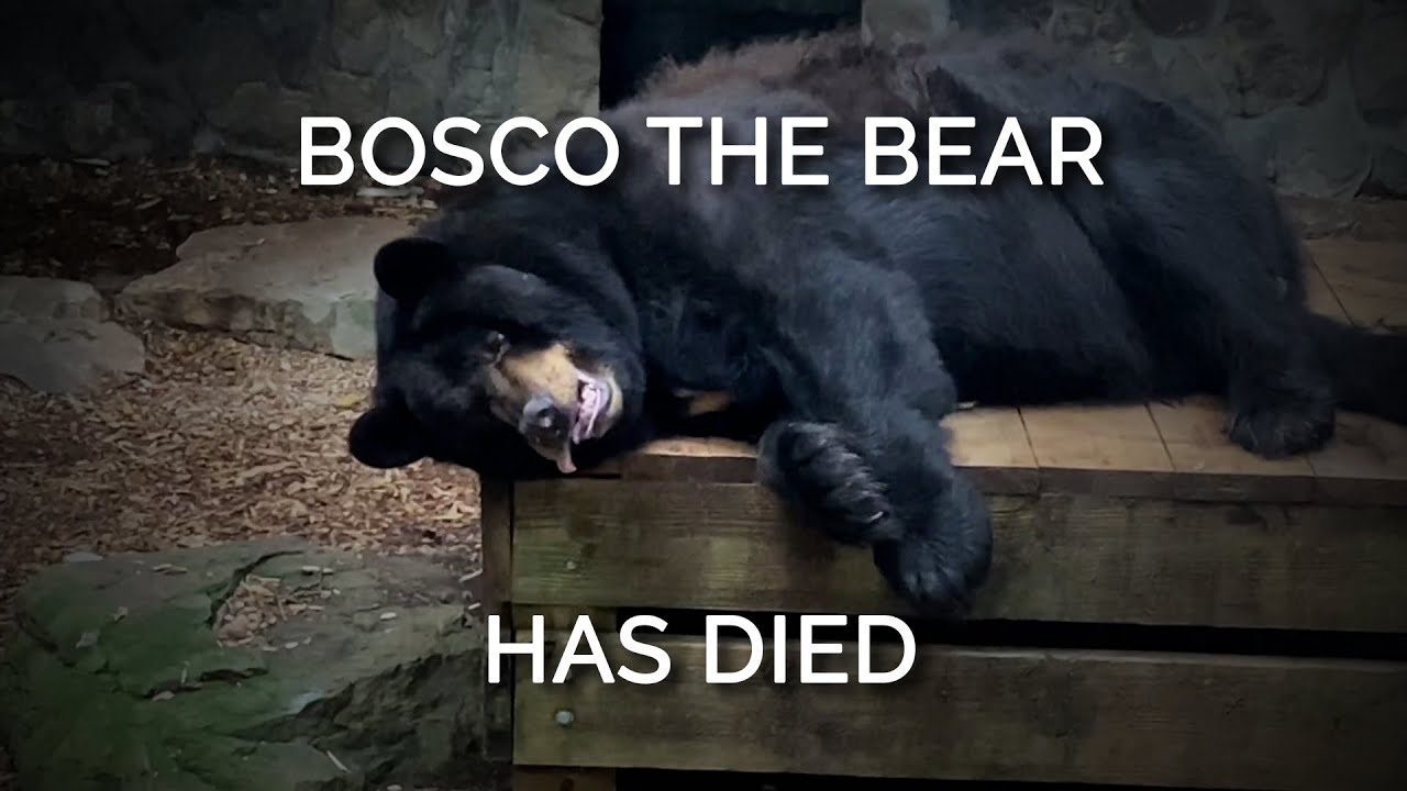 Bosco the Bear Has Died YouTube