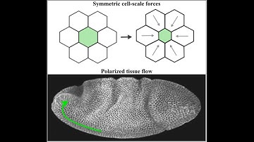 Emily Gehrels: How embryos generate polarized tissue flows during development