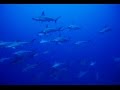 Hunting for Hammerheads: Layang Layang [HD] | Borneo from Below (S01E29)