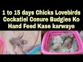 How to handfeed lovebirds conure cockatiel chicks full petzoo colony lko