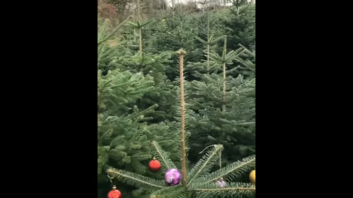Ամանորյա  հեքիաթային տոնածառը 🎄