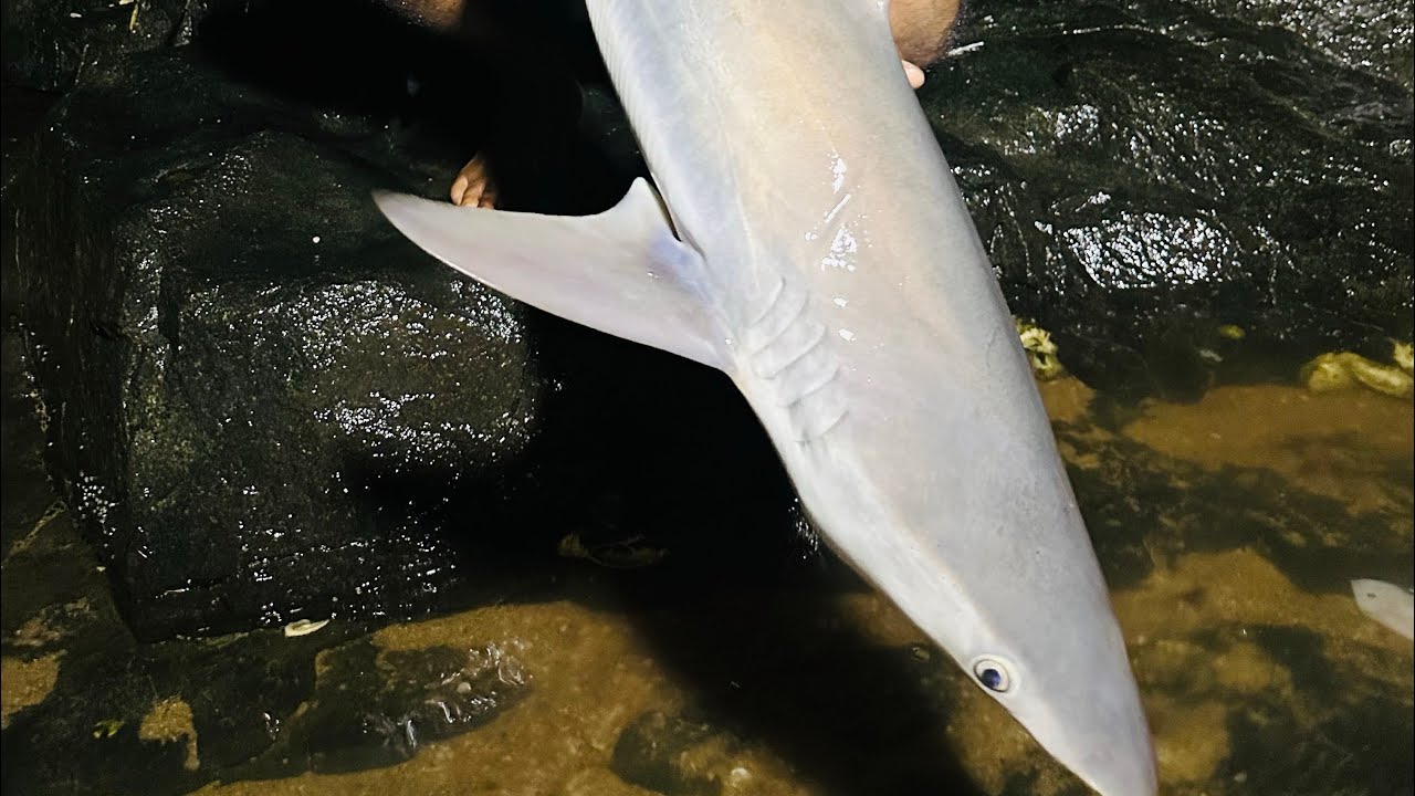 Fishing for grey sharks