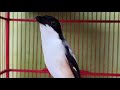 Cendet Gacor Ngekek Ala Lovebird Mantap Betul Omhu Cocok Buat Masteran Cendet Paud Mp3 - Mp4 Download