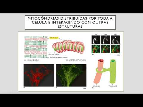 Vídeo: Progresso Atual Do Transplante Mitocondrial Que Promove A Regeneração Neuronal