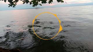 Lada Biak Papua ayara Sup Yedi yaswar Au voc Frenky Kendy