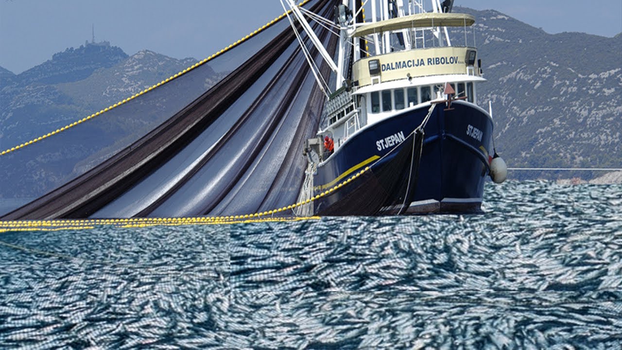 Amazing Commercial Net Fishing By Trawlling On the Big boat