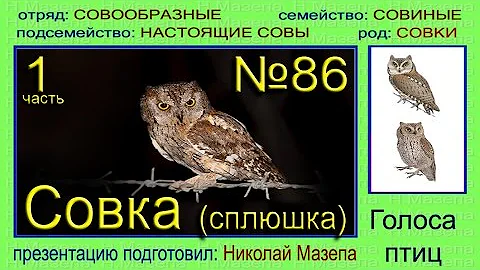 Совка. Сплюшка. Голоса птиц