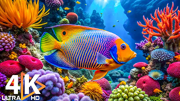 Aquarium 4K VIDEO (ULTRA HD) 🐠 Beautiful Coral Reef Fish - Peaceful Music & Colorful Marine Life #7