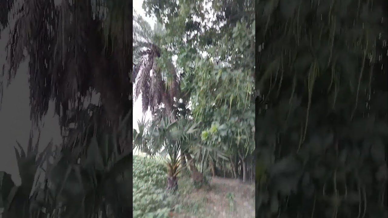 Barringtonia Acutangula