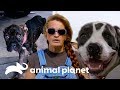 Resgates impactantes de cães perdidos e maltratados | Pit bulls e condenados | Animal Planet Brasil